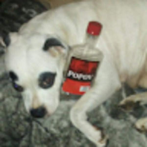 Meet your Posher, Lester